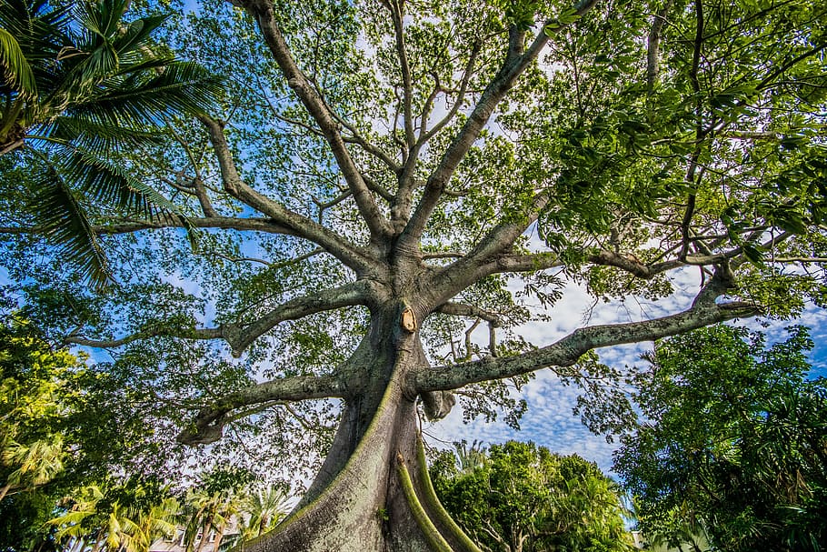 tree, nature, wood, leaf, landscape, plant, tree trunk, beauty in nature HD wallpaper
