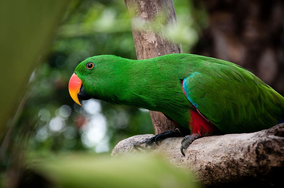 bird, parrot, macaw, green, trunk, forest, animal themes, vertebrate HD wallpaper