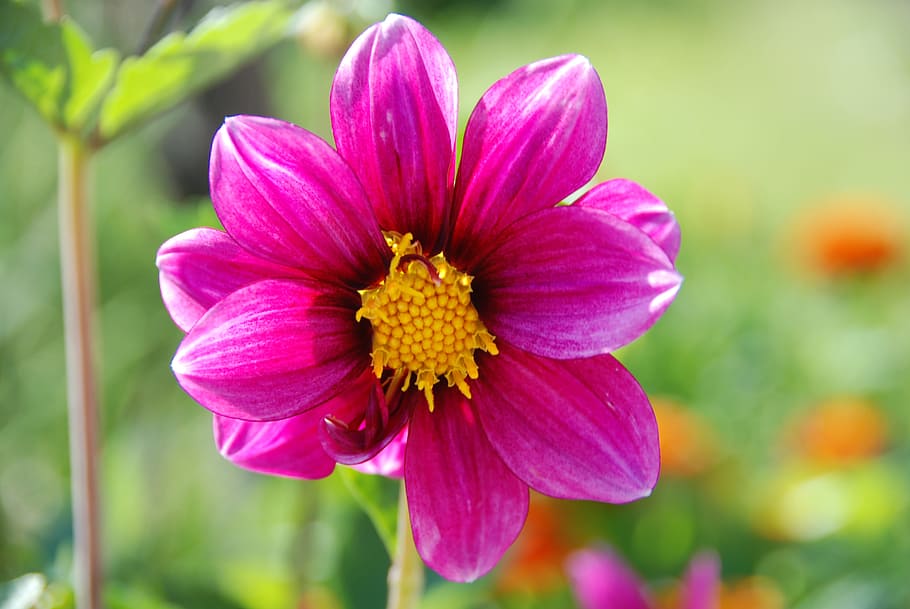 Flower, Nature, spring, spring flowers, violet, beauty, petals HD wallpaper