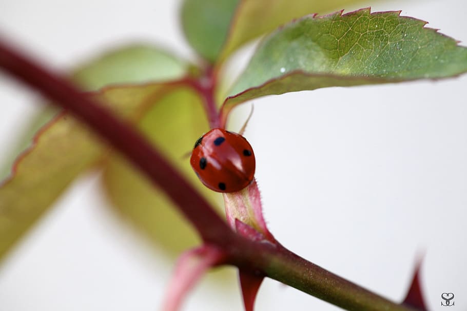ladybug, nature, insects, macro, detail, plant, close-up, leaf HD wallpaper
