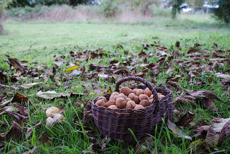 nuts, autumn, walnut, harvest, dry fruit, food, nature, field HD wallpaper