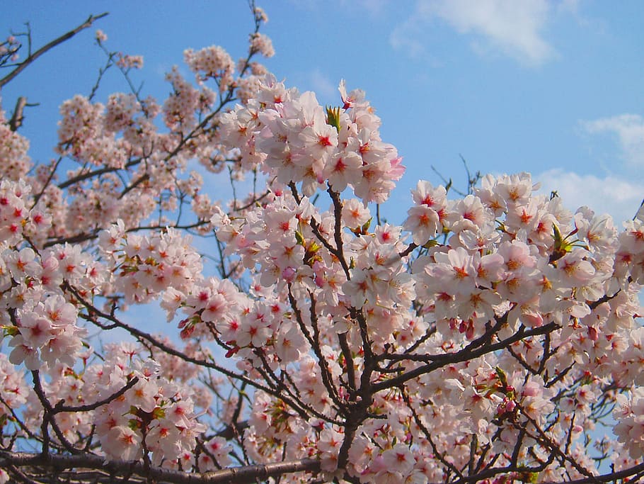 white and red flowers during daytime, cherry, cherry blossoms HD wallpaper