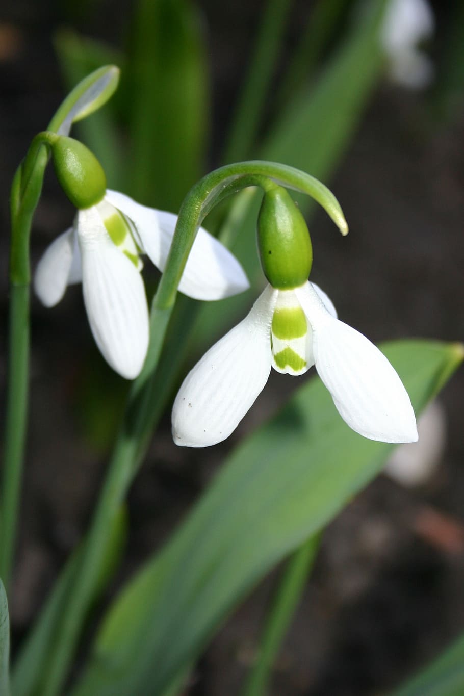 flower, nature, plant, growth, flowering plant, beauty in nature HD wallpaper