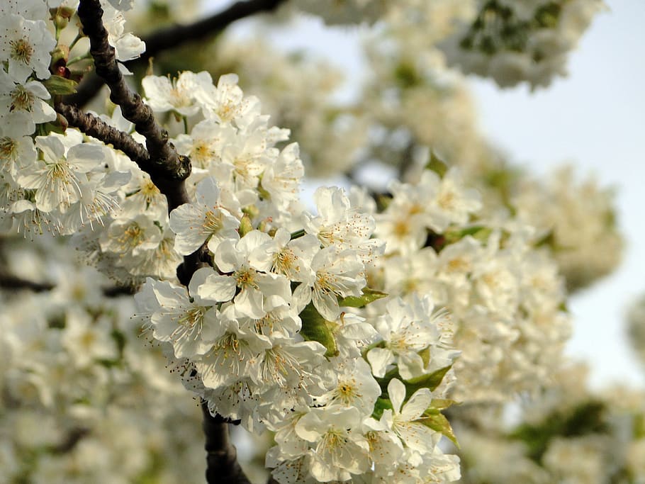 cherry blossom, flowers, spring, white, tree, pink, nature HD wallpaper