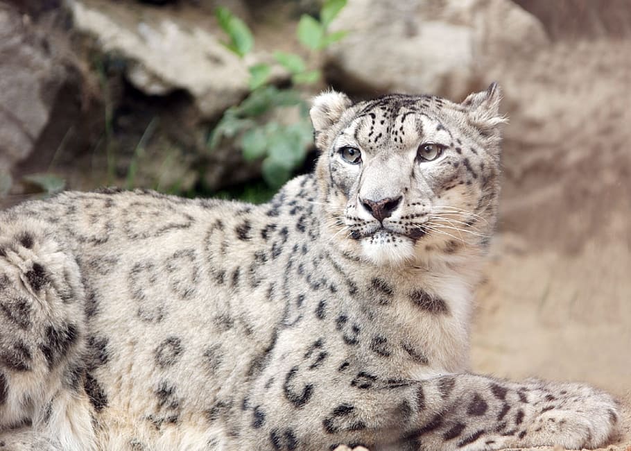 black and gray leopard, snow leopard, reclining staring, ground HD wallpaper