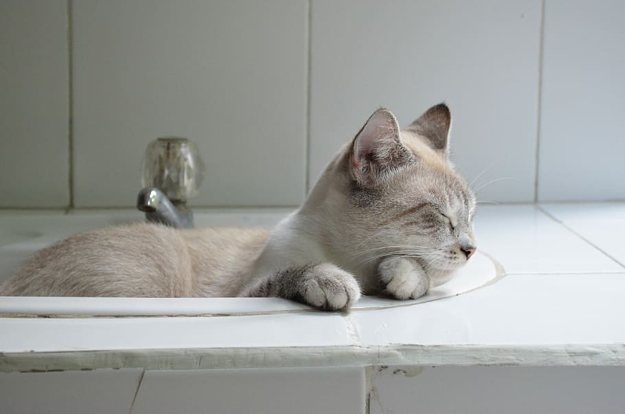 Cat, Animal, Sleeping, Gata, resting, feline, pet, domestic cat HD wallpaper