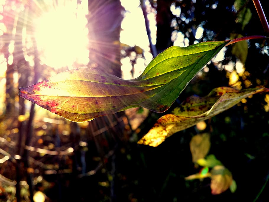forest, leaf, nature, autumn, flora, leaves, glooming, backlight HD wallpaper