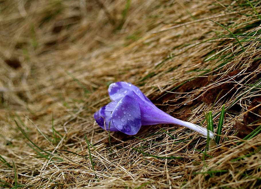 Flower, Small, Blue, Crocus, Blossom, nature, plant, close-up HD wallpaper
