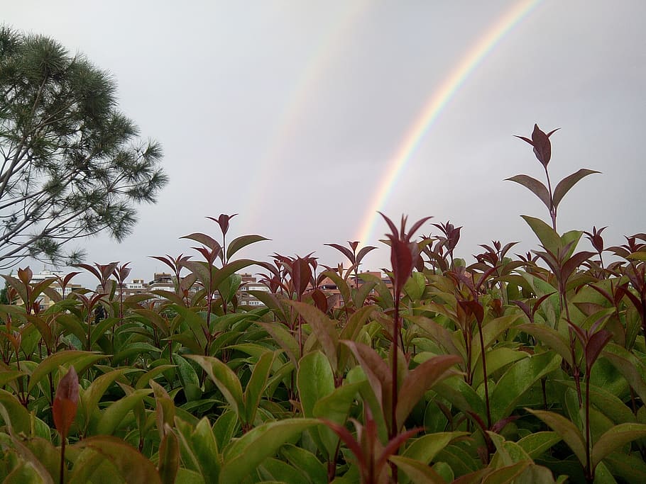 plants, rainbow, sky, growth, beauty in nature, tranquility HD wallpaper