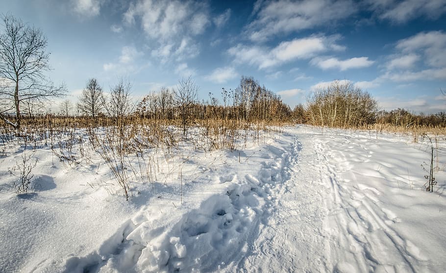winter, snow, tree, nature, landscape, view, cold temperature HD wallpaper