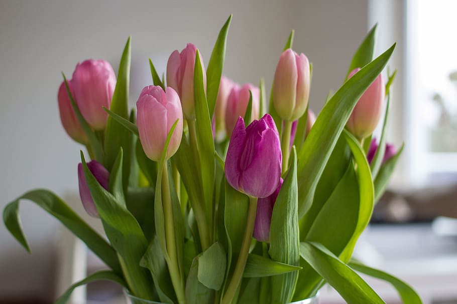 pink and purple tulip centerpiece, flowers, tulips, violet, spring, HD wallpaper