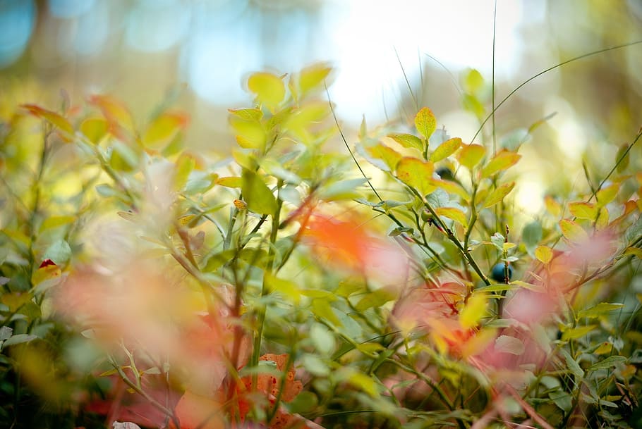macro, blueberry, grass, forest, nature, green, greens, bush HD wallpaper