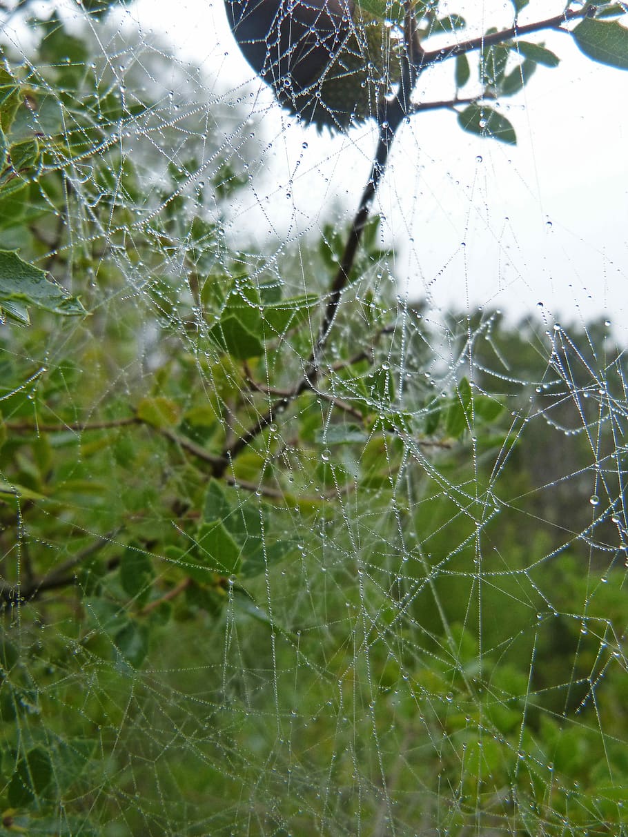 Web, Moisture, Drops, Fog, spider web, nature, focus on foreground HD wallpaper