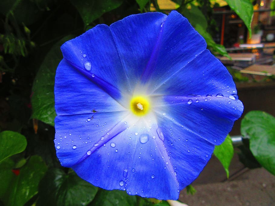 macro, flower, blue, plant, flowering plant, inflorescence HD wallpaper