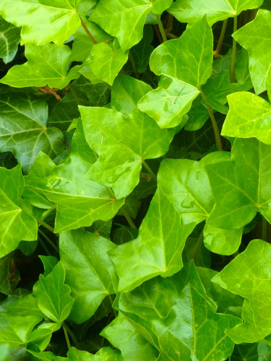 evy, garden, summer, green, green color, leaf, plant part, full frame HD wallpaper
