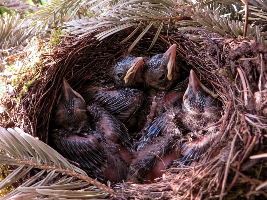 spring, blackbird, nest, bird's nest, blackbird nest, feather HD wallpaper