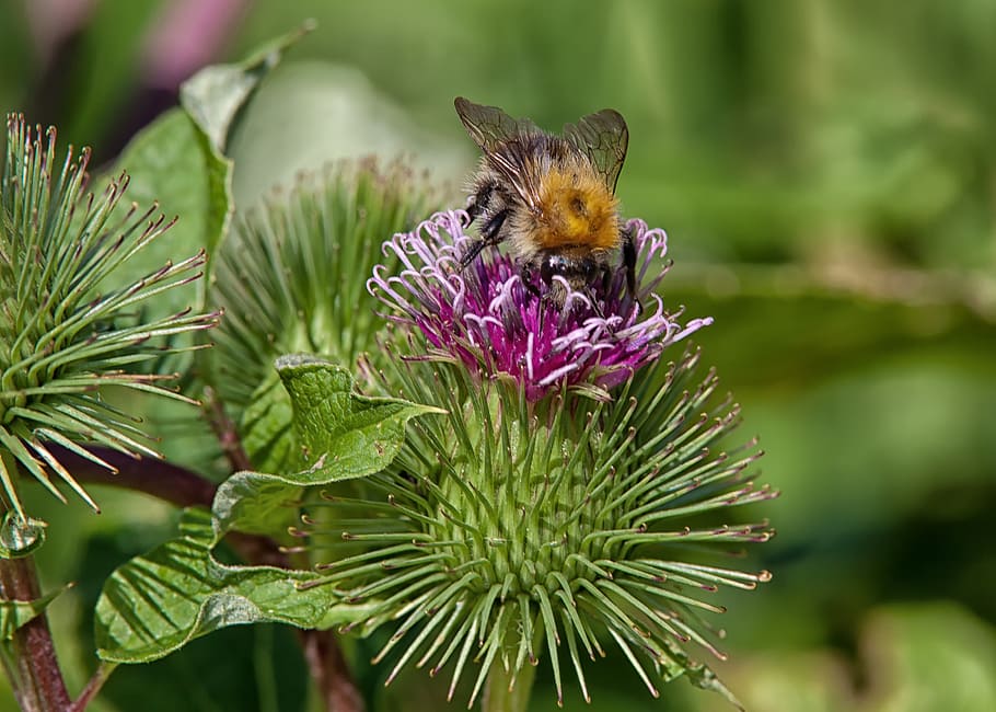 hummel, insect, flower, bee, nature, summer, blossom, bloom HD wallpaper