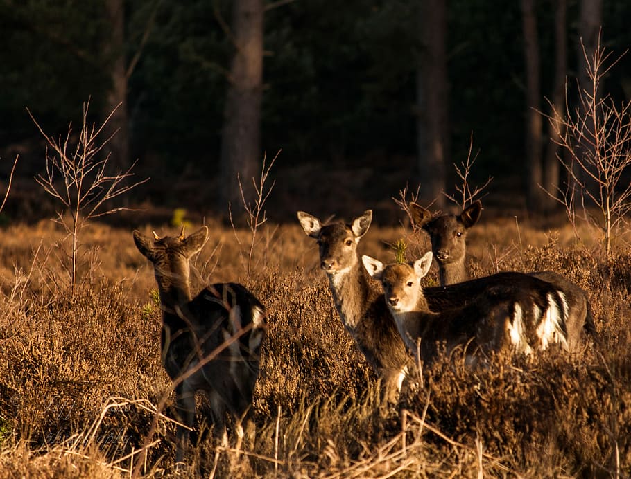 By chance, four deer on grass at daytime, wildlife, animals, forest HD wallpaper