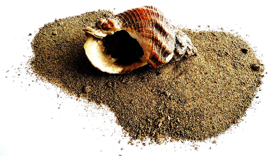 Shell, Beach, Beach, Sand, Seashell, Mollusk, isolation, marine HD wallpaper