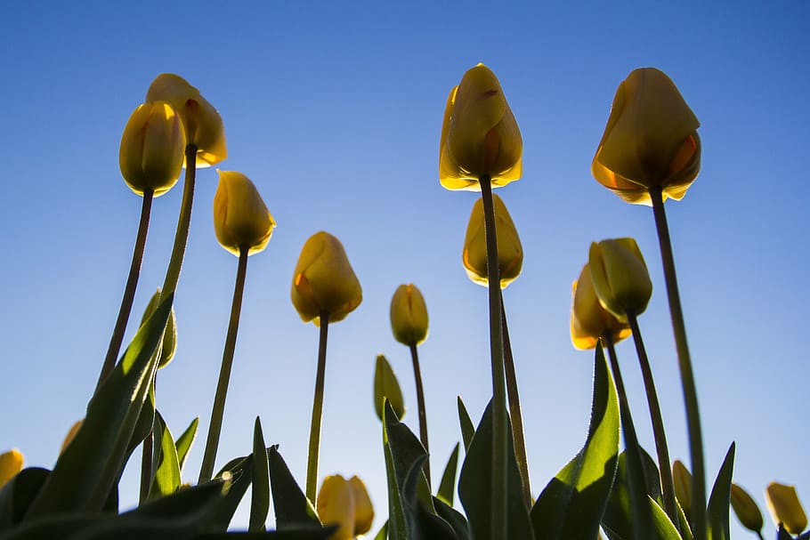 netherlands, flower, spring, morning, lisse, bulb fields, tulips, HD wallpaper