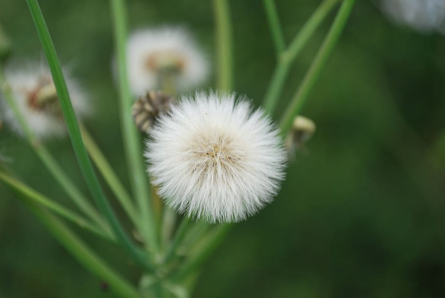 dandelion, summer, pointed flower, plant, flowering plant, fragility HD wallpaper