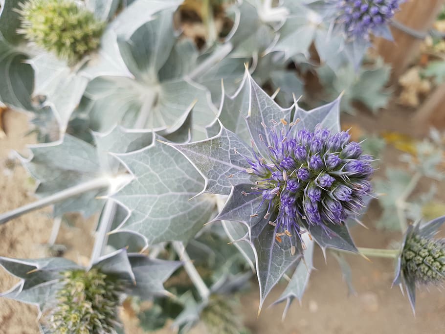 plant, dune, purple, flower, flowering plant, vulnerability HD wallpaper