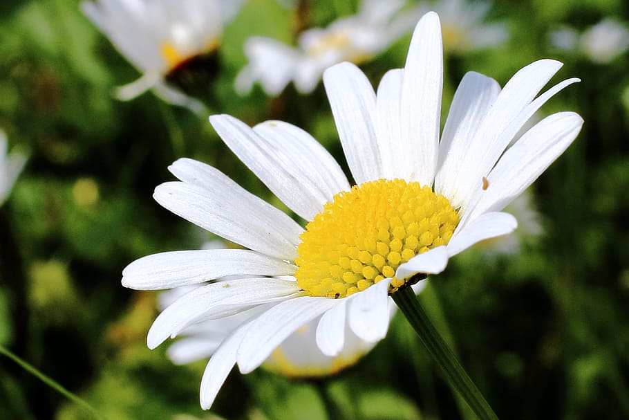 Daisy, Blossom, Bloom, White, Yellow, inflorescence, petals HD wallpaper