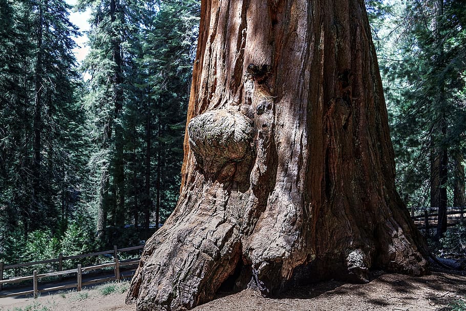 Sequioa Tree, Sequioa National Park, california, sequoia, usa HD wallpaper