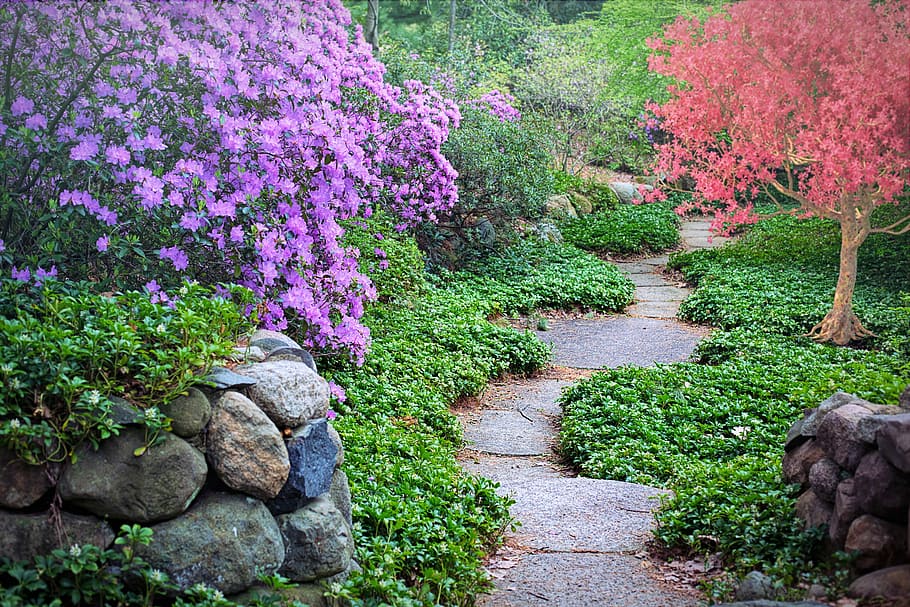 red and purple plants, spring, flowering trees, path, pathway HD wallpaper