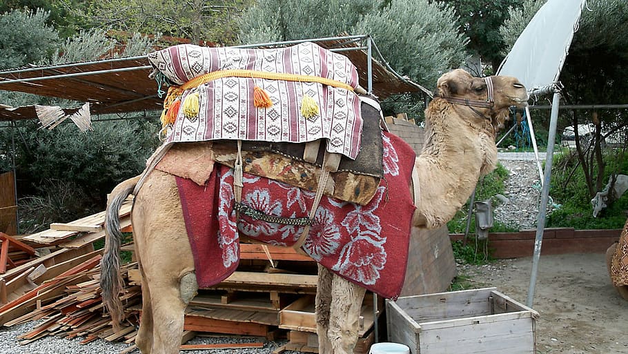 camel, dromedary, desert, turkey, safari, animal, hump, nomad, HD wallpaper