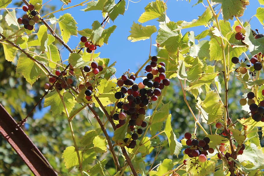 vine, grape, france, nature, clusters, summer, red, white, bunch of grapes HD wallpaper