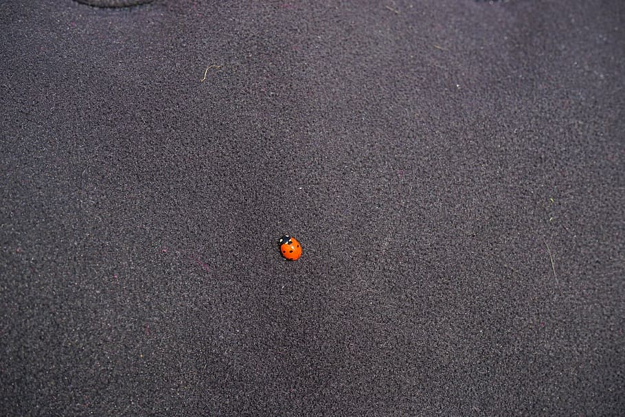ladybug, beetle, small, lucky charm, red, backgrounds, pattern HD wallpaper