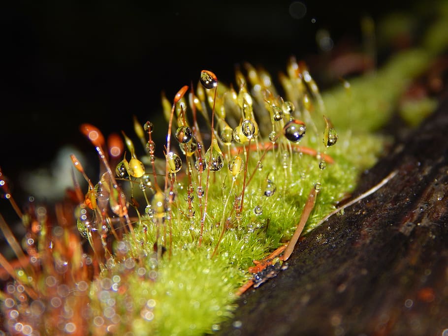 moss, dew, green, fresh, plant, nature, macro, water, drop HD wallpaper