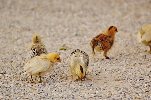 selective focus photography of four chicks on ground, Chicken HD wallpaper