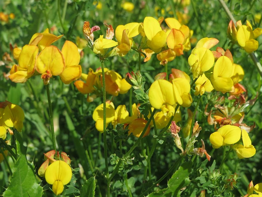 Lotus Corniculatus, common bird's-foot trefoil, birdfoot deervetch