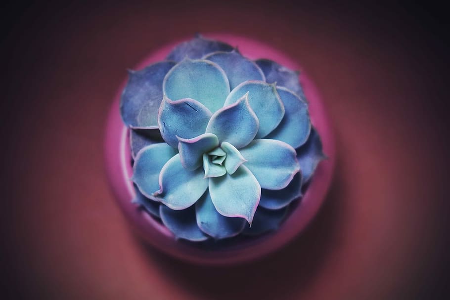 photo of succulent plant, blue succulent plant in pink pot, leaf HD wallpaper