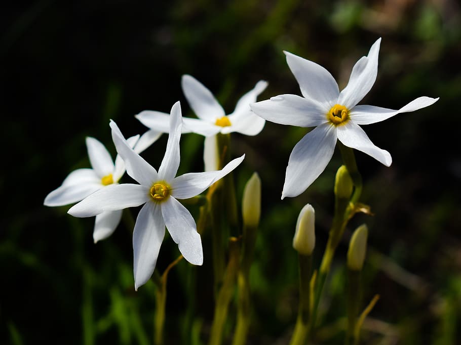 flower, lilies, white, nature, blossom, petal, blooming, bright HD wallpaper
