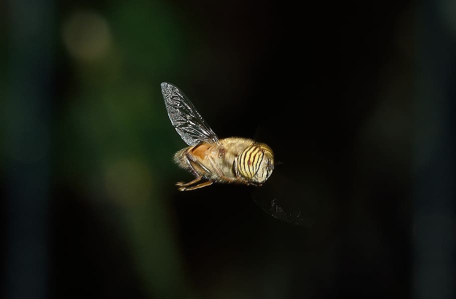 diptera, syrphus, eristalinus, macro, insect, bee, animal wildlife HD wallpaper