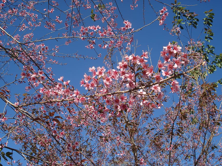 Sakura, Tiger Hill, Flowers, pink Color, tree, nature, branch, HD wallpaper