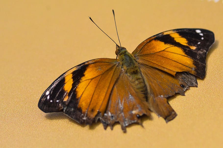 butterfly, brown, macro, insect, invertebrate, animal themes HD wallpaper