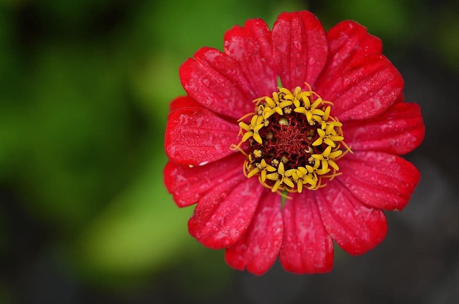 closeup photography of red petaled flower, zinnia, leaf, nature HD wallpaper