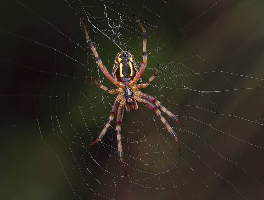 spider, arachnid, spiderweb, trap, cobweb, spider web, fragility HD wallpaper