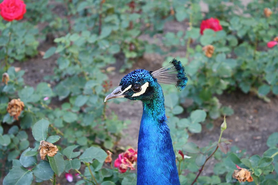 bird, rose, peacock, nature, feather, animal, wildlife, multi Colored HD wallpaper