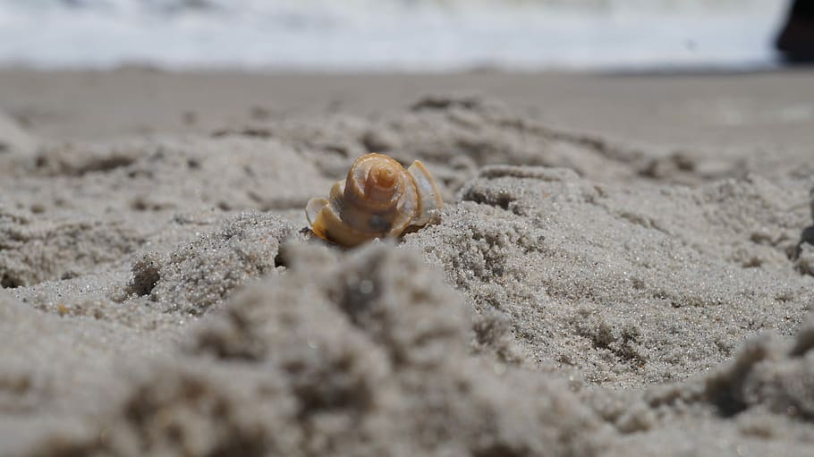 sand, nature, beach, seashore, outdoors, water, shell, ocean HD wallpaper