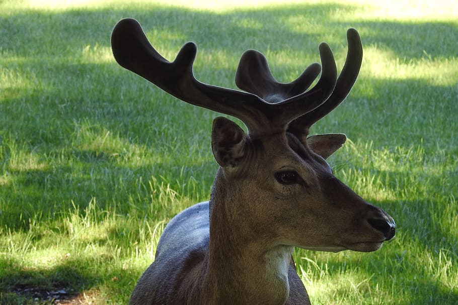 Hirsch, Antler, Fallow Deer, Scheu, forest animal, wild, wildlife photography HD wallpaper