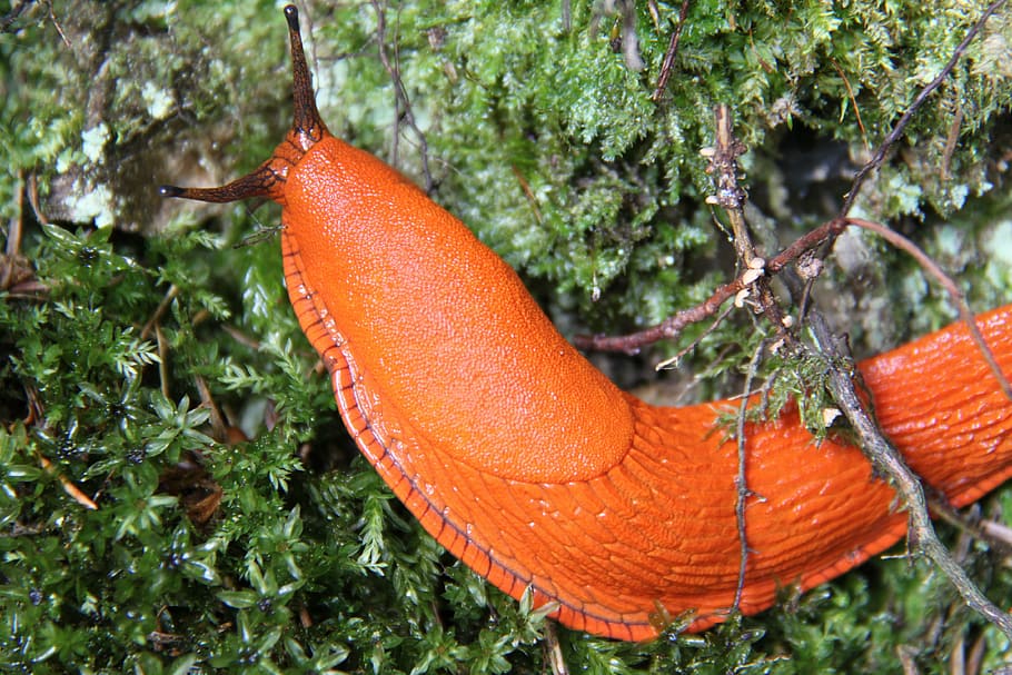 closeup photo of orange snail on green moss, large, macro, close-up HD wallpaper