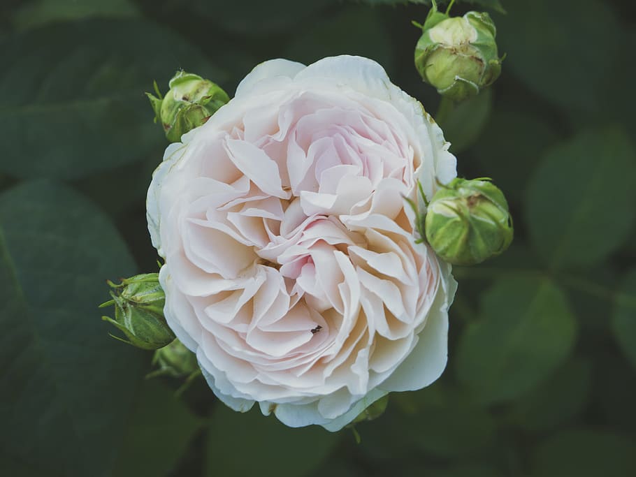 flower, macro, bloom, blossom, close-up, flora, flower buds, beauty in nature HD wallpaper