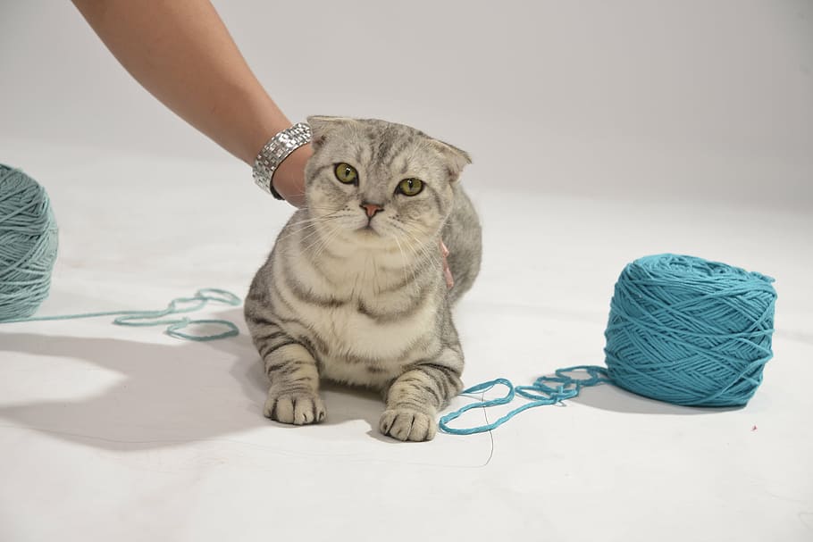 gray Classic tabby cat held at the back by a person in between yarn spools HD wallpaper