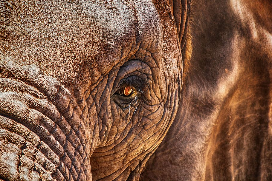 close-up photography of elephant, eye, africa, proboscidea, skin, HD wallpaper