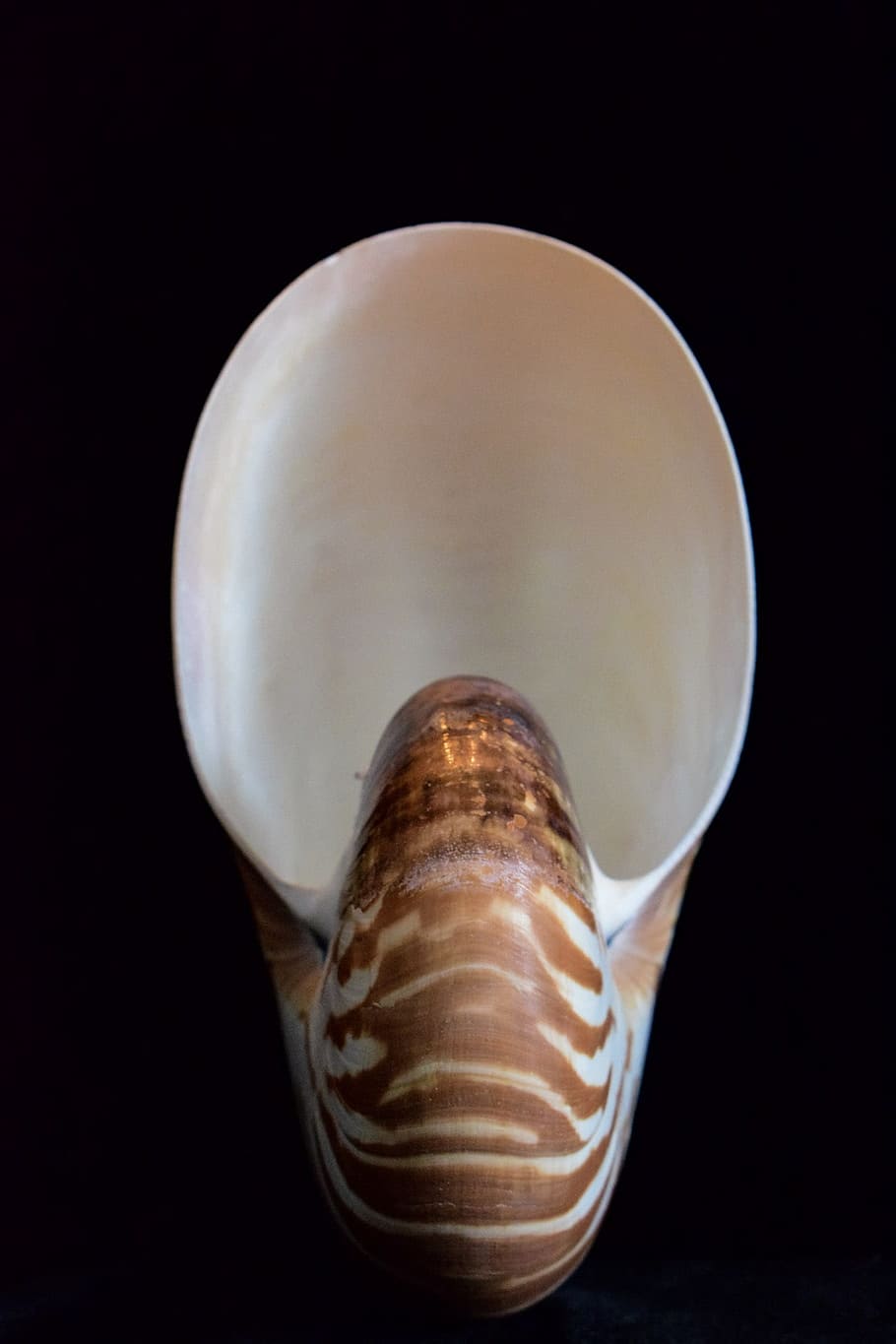 Shells, Sea Shell, Nautilus, Shell, nature, spiral, ocean, mollusk HD wallpaper